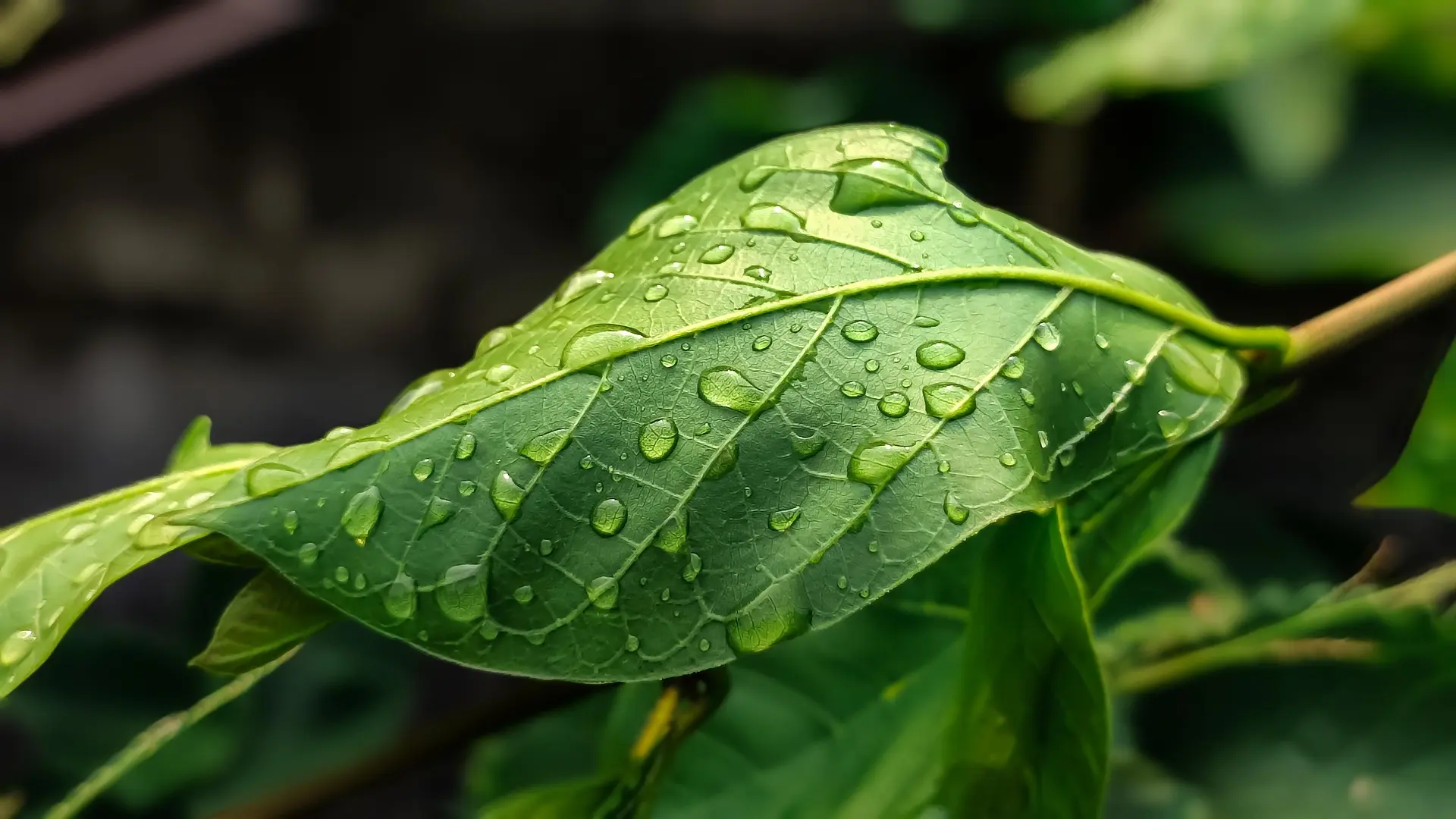 Fresh organic green leaves with water droplets